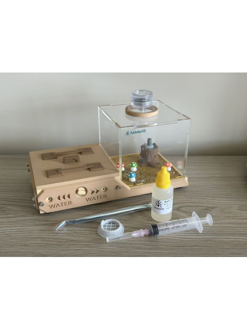 Huberia striata colony with 2 queens and 200+ workers, lots lots of eggs in W3 farm set