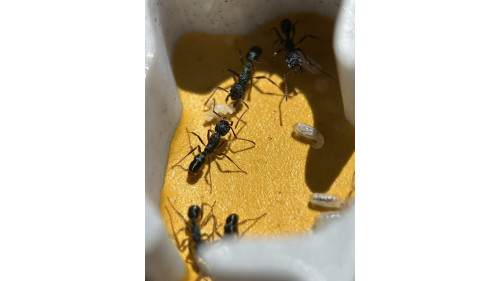 W3 farm + living area ( expandable farm) Desert color