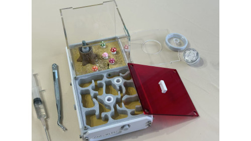 Blue pony Ant 50+ workers in W3 farm = (Rhytidoponera chalybaea)