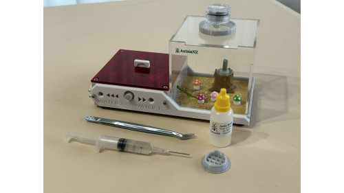 Blue pony Ant 50+ workers in W3 farm = (Rhytidoponera chalybaea)