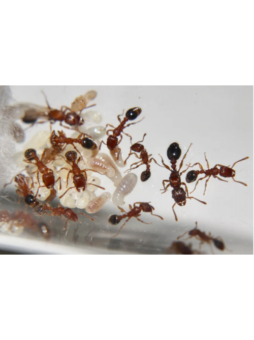Lesser Sneaking Ant (Cardiocondyla minutior) queen ant colony in tube