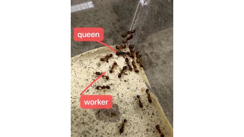 Lesser Sneaking Ant (Cardiocondyla minutior) queen ant colony in tube