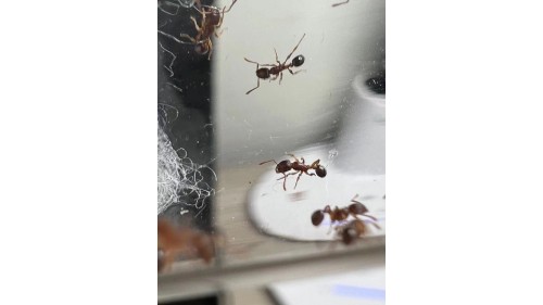 Lesser Sneaking Ant (Cardiocondyla minutior) queen ant colony in tube