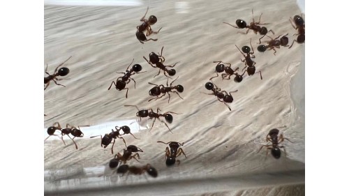 Lesser Sneaking Ant (Cardiocondyla minutior) queen ant colony in tube