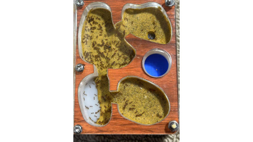 Big head (Double Queen) ant colony in P1 ants farm with food