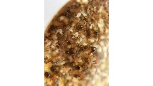 Big head Ants colony (5 queens) with P2 ant farm