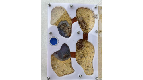 Big head Ants colony (5 queens) with P2 ant farm