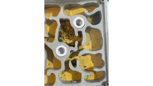 big head large colony  in W3 farm