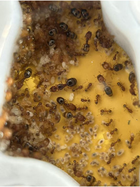 big head large colony  in W3 farm