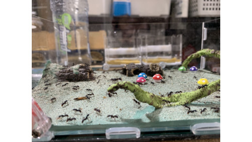 Blue Pony Ant (500+) in F5 + large living area = (Rhytidoponera chalybaea)