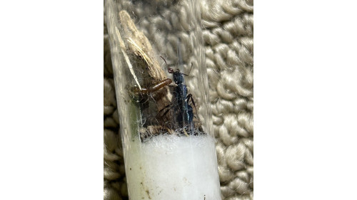 Blue Pony Ant queen = sparkly shine ant = (Rhytidoponera chalybaea) Blue Pony Ant queen = sparkly shine ant = (Rhytidoponera chalybaea)
