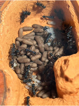 Blue Pony Ant cocoon x 20