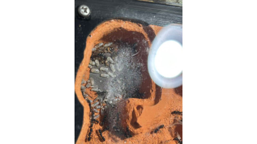 Blue Pony Ant Large GAMERGATE in F5 farm = (Rhytidoponera chalybaea)