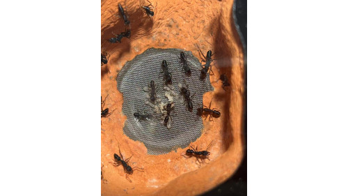 Blue Pony Ant Large GAMERGATE in F5 farm = (Rhytidoponera chalybaea)