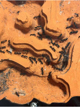Blue Pony Ant Large GAMERGATE in F5 farm = (Rhytidoponera chalybaea)