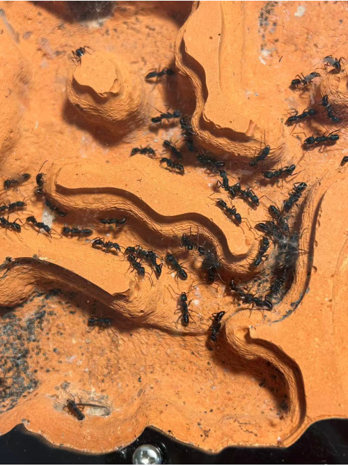 Blue Pony Ant Large GAMERGATE in F5 farm = (Rhytidoponera chalybaea)