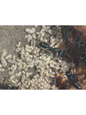 Blue Pony Ant GAMERGATE colony in F5 farm = (Rhytidoponera chalybaea)