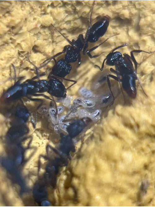 Blue Pony Ant gamergate colony in F1 farm = (Rhytidoponera chalybaea) full set Blue Pony Ant gamergate colony in F1 farm = (Rhytidoponera chalybaea) full set