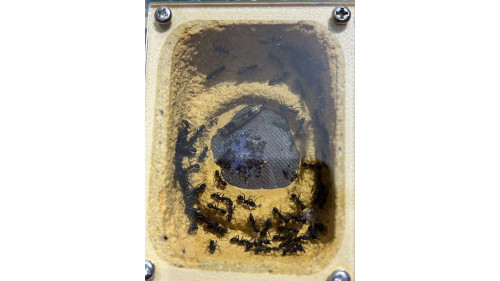 Blue Pony Ant gamergate colony in F1 farm = (Rhytidoponera chalybaea) full set Blue Pony Ant gamergate colony in F1 farm = (Rhytidoponera chalybaea) full set