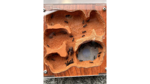 Blue Pony Ant gamergate colony in F3 farm = (Rhytidoponera chalybaea) full set Blue Pony Ant gamergate colony in F3 farm = (Rhytidoponera chalybaea) full set