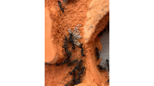 Blue Pony Ant gamergate colony in F3 farm = (Rhytidoponera chalybaea) full set Blue Pony Ant gamergate colony in F3 farm = (Rhytidoponera chalybaea) full set