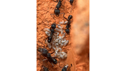 Blue Pony Ant gamergate colony in F3 farm = (Rhytidoponera chalybaea) full set Blue Pony Ant gamergate colony in F3 farm = (Rhytidoponera chalybaea) full set