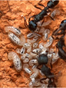 Blue Pony Ant gamergate colony in F3 farm = (Rhytidoponera chalybaea) full set
