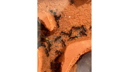 Blue Pony Ant gamergate colony in F3 farm = (Rhytidoponera chalybaea) full set Blue Pony Ant gamergate colony in F3 farm = (Rhytidoponera chalybaea) full set