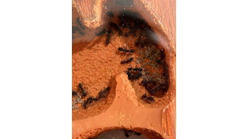 Blue Pony Ant gamergate colony in F3 farm = (Rhytidoponera chalybaea) full set Blue Pony Ant gamergate colony in F3 farm = (Rhytidoponera chalybaea) full set