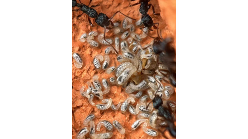 Blue Pony Ant gamergate colony in F3 farm = (Rhytidoponera chalybaea) full set Blue Pony Ant gamergate colony in F3 farm = (Rhytidoponera chalybaea) full set