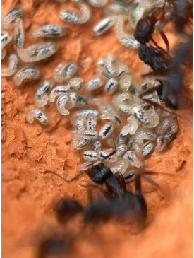 Blue Pony Ant gamergate colony in F3 farm = (Rhytidoponera chalybaea) full set