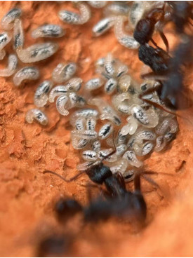 Blue Pony Ant gamergate colony in F3 farm = (Rhytidoponera chalybaea) full set