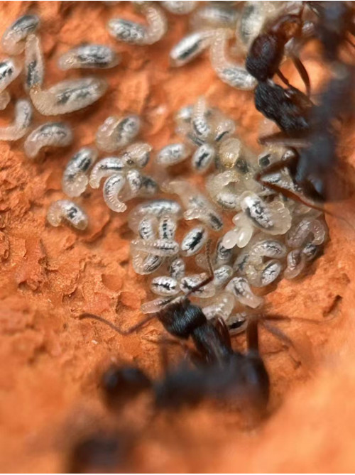 Blue Pony Ant gamergate colony in F3 farm = (Rhytidoponera chalybaea) full set Blue Pony Ant gamergate colony in F3 farm = (Rhytidoponera chalybaea) full set