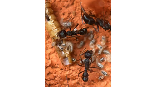Blue Pony Ant gamergate colony in F3 farm = (Rhytidoponera chalybaea) full set Blue Pony Ant gamergate colony in F3 farm = (Rhytidoponera chalybaea) full set