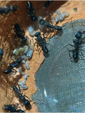 Blue Pony Ant GAMERGATE in F5 farm = (Rhytidoponera chalybaea)