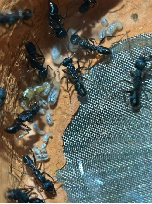 Blue Pony Ant GAMERGATE in F5 farm = (Rhytidoponera chalybaea)