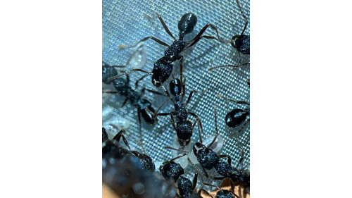 Blue Pony Ant GAMERGATE in F5 farm = (Rhytidoponera chalybaea)