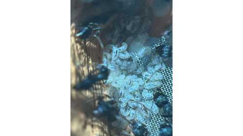 Blue Pony Ant GAMERGATE in F5 farm = (Rhytidoponera chalybaea)
