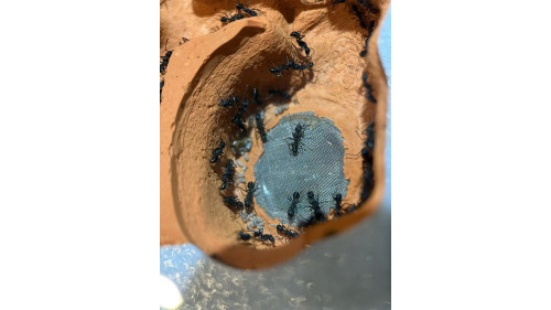 Blue Pony Ant GAMERGATE in F5 farm = (Rhytidoponera chalybaea)
