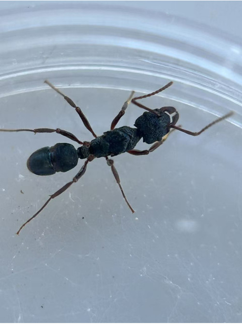Blue Pony Ant queen = sparkly shine ant = (Rhytidoponera chalybaea) Blue Pony Ant queen = sparkly shine ant = (Rhytidoponera chalybaea)