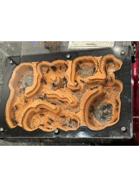 Blue Pony Ant GAMERGATE in F5 farm = (Rhytidoponera chalybaea)