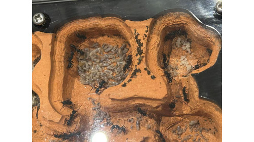 Blue Pony Ant GAMERGATE in F5 farm = (Rhytidoponera chalybaea)