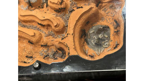 Blue Pony Ant GAMERGATE in F5 farm = (Rhytidoponera chalybaea)