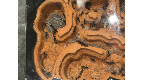 Blue Pony Ant GAMERGATE in F5 farm = (Rhytidoponera chalybaea)