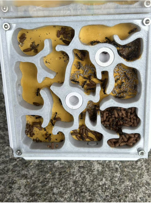 Blue pony Ant 50+ workers in W3 farm = (Rhytidoponera chalybaea)