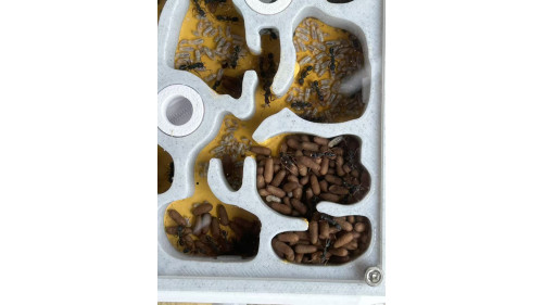 Blue pony Ant 50+ workers in W3 farm = (Rhytidoponera chalybaea)