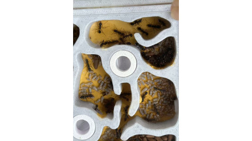 Blue pony Ant 50+ workers in W3 farm = (Rhytidoponera chalybaea)