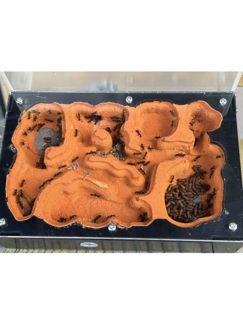 Blue Pony Ant GAMERGATE colony in F5 farm = (Rhytidoponera chalybaea)