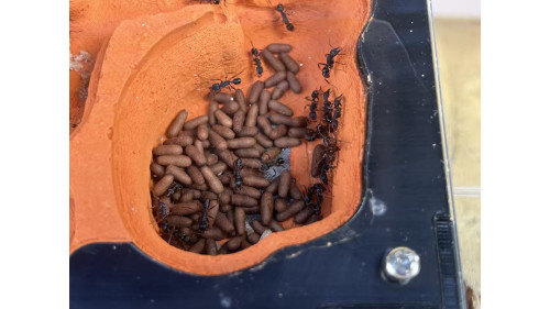 Blue Pony Ant GAMERGATE colony in F5 farm = (Rhytidoponera chalybaea)