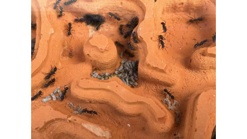Blue Pony Ant GAMERGATE colony in F5 farm = (Rhytidoponera chalybaea)